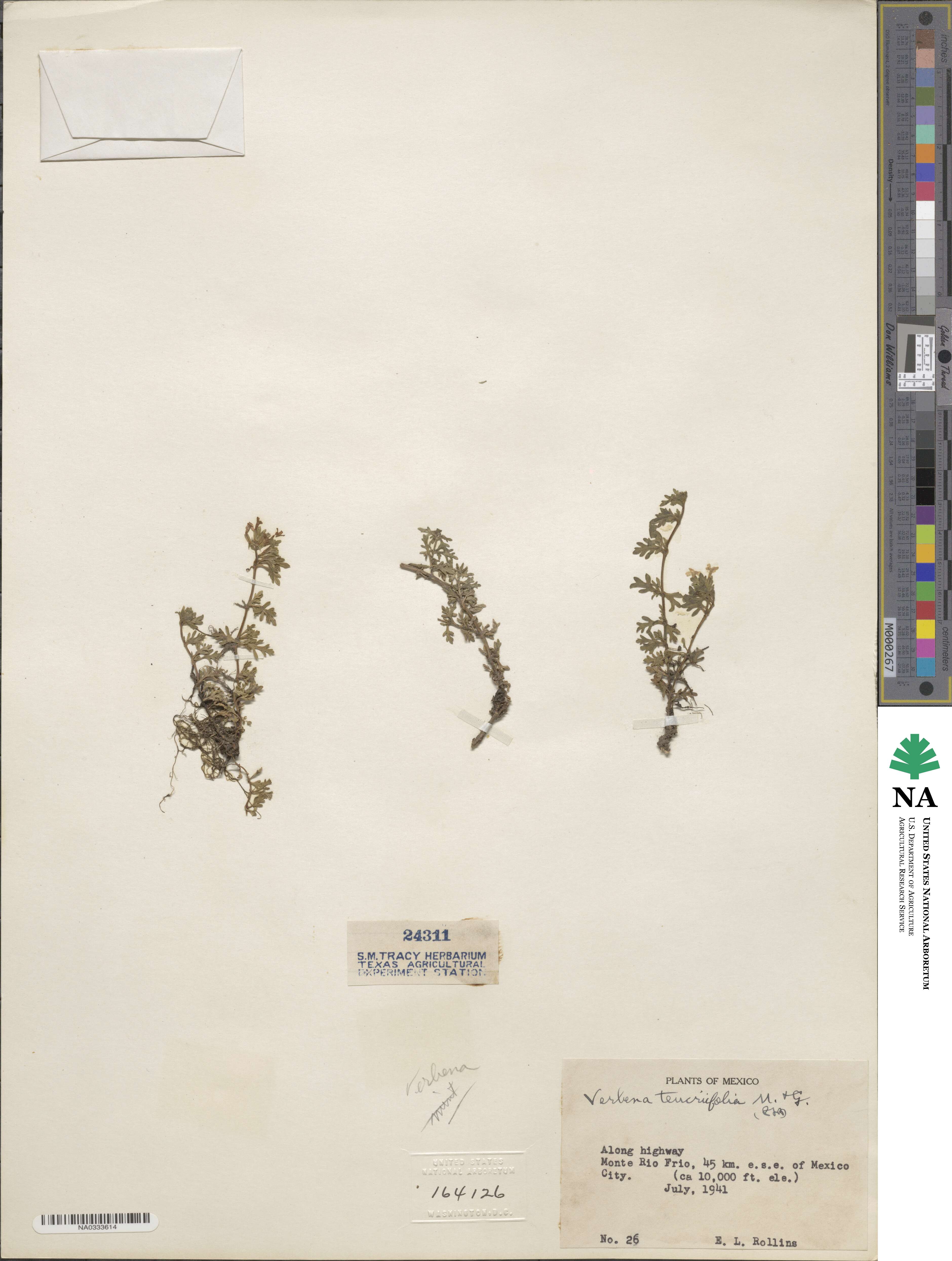 Verbena teucriifolia image