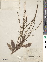 Verbena urticifolia image