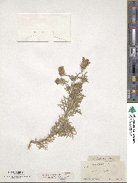 Verbena bipinnatifida image