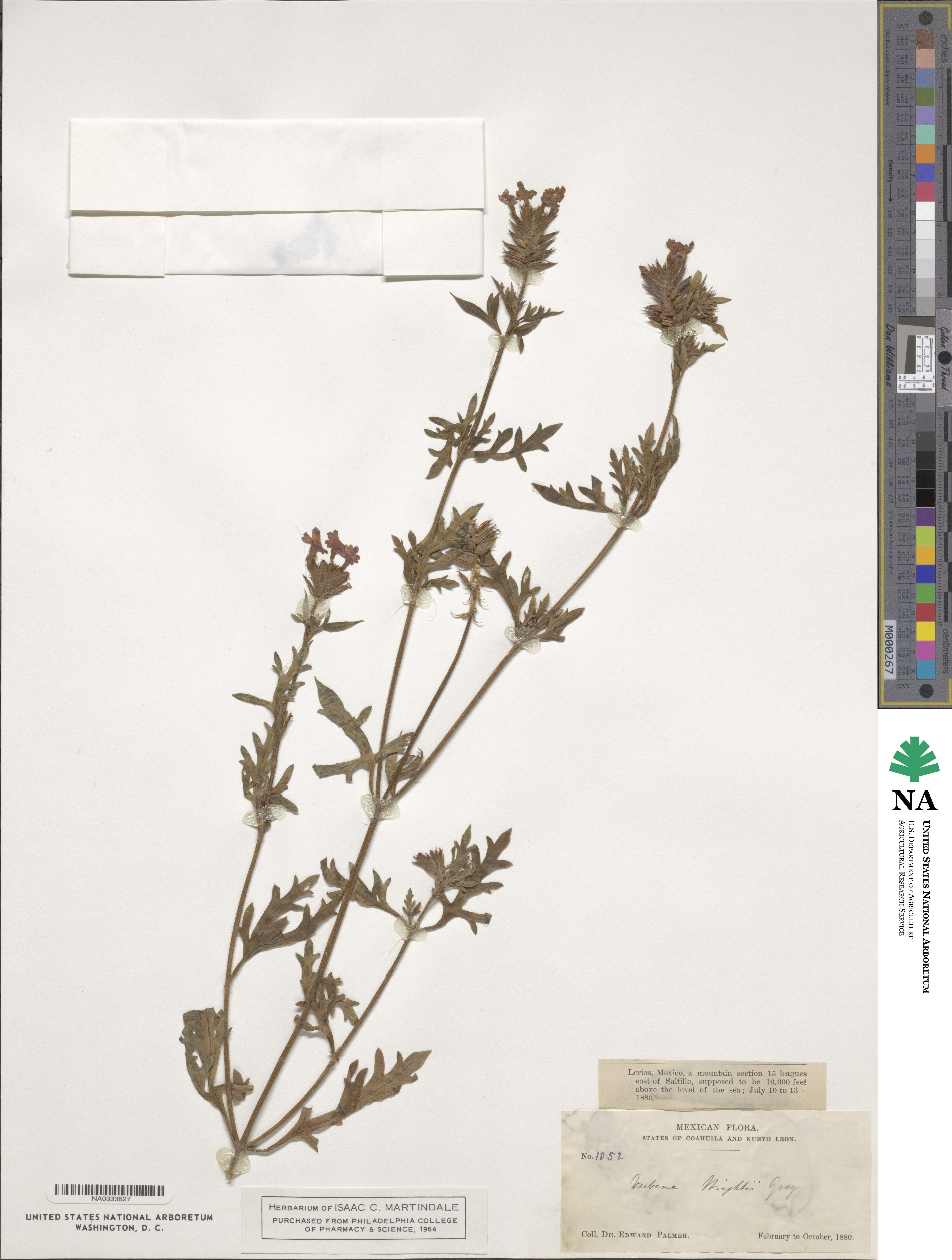 Verbena bipinnatifida image