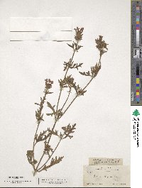 Verbena bipinnatifida image