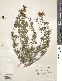 Image of Verbena atacamensis