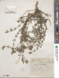 Verbena atacamensis image