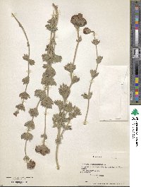 Verbena bonariensis image