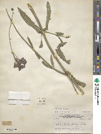 Verbena bonariensis image