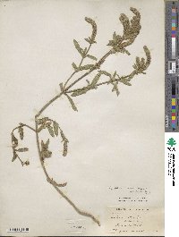 Verbena bonariensis image