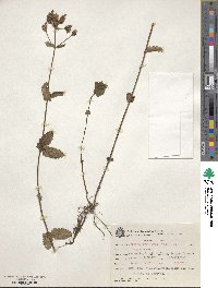 Image of Verbena corymbosa