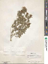 Junellia crithmifolia image