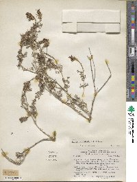 Junellia crithmifolia image