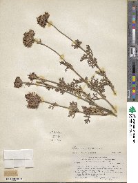 Junellia crithmifolia image