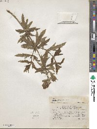 Image of Verbena cuneifolia