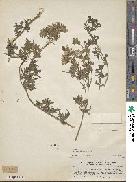 Image of Verbena dissecta