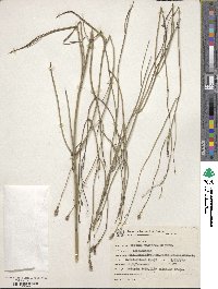 Image of Verbena ephedroides