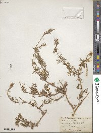 Verbena erinoides image