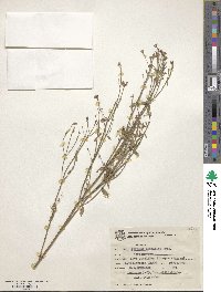 Verbena brasiliensis image