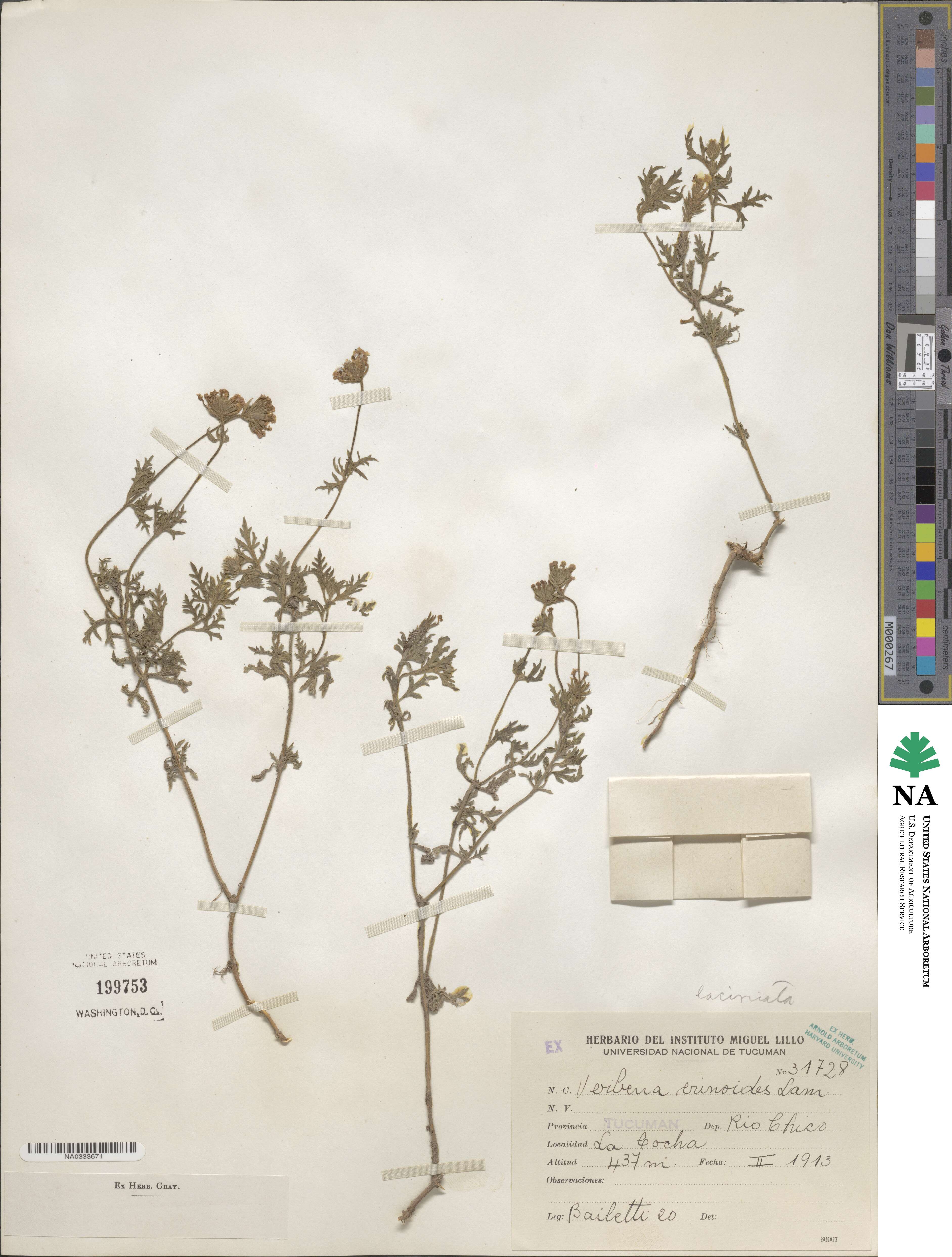 Verbena laciniata image