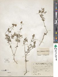 Verbena laciniata image