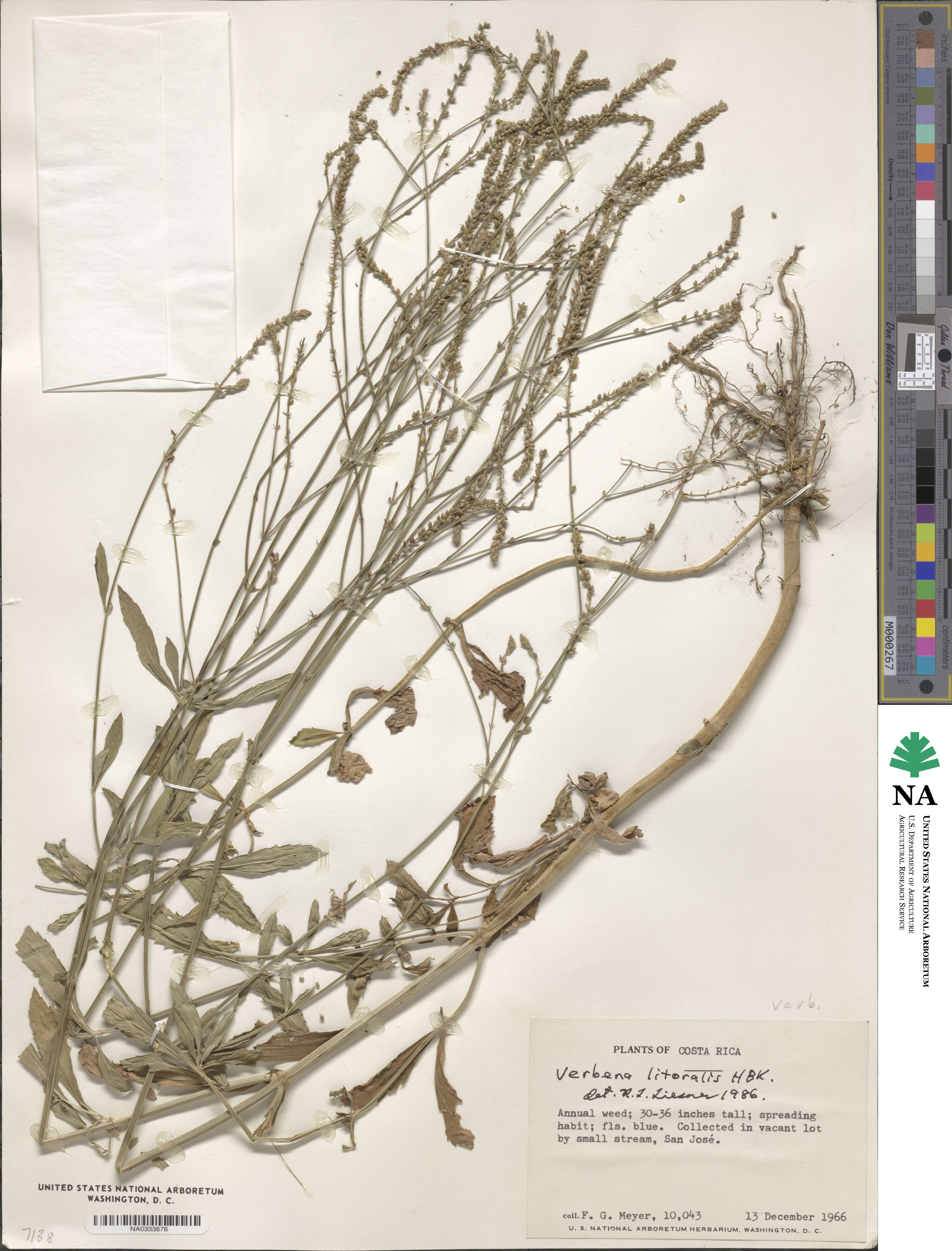 Verbena litoralis image