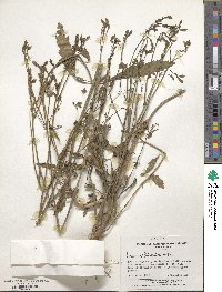 Verbena litoralis image