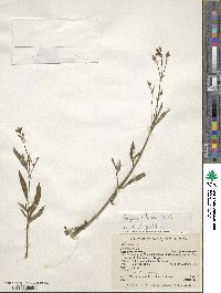 Verbena litoralis image