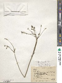 Verbena litoralis image