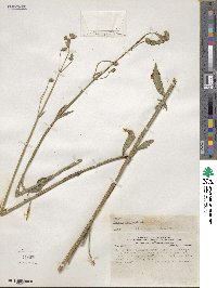 Verbena litoralis image