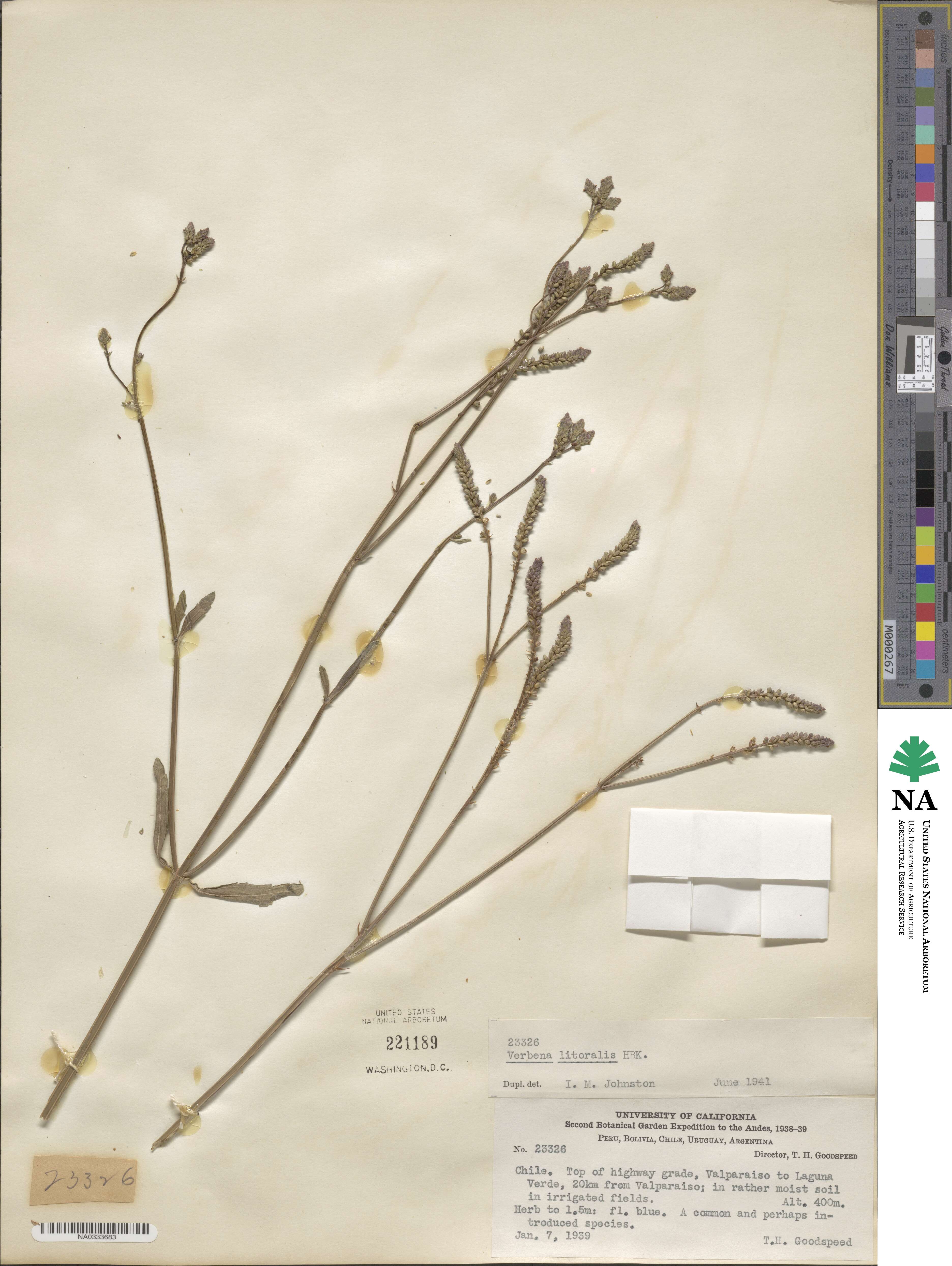 Verbena litoralis image