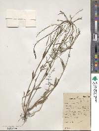 Verbena litoralis image