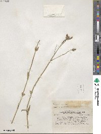 Verbena litoralis image