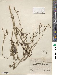 Verbena litoralis image