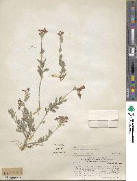 Verbena peruviana image