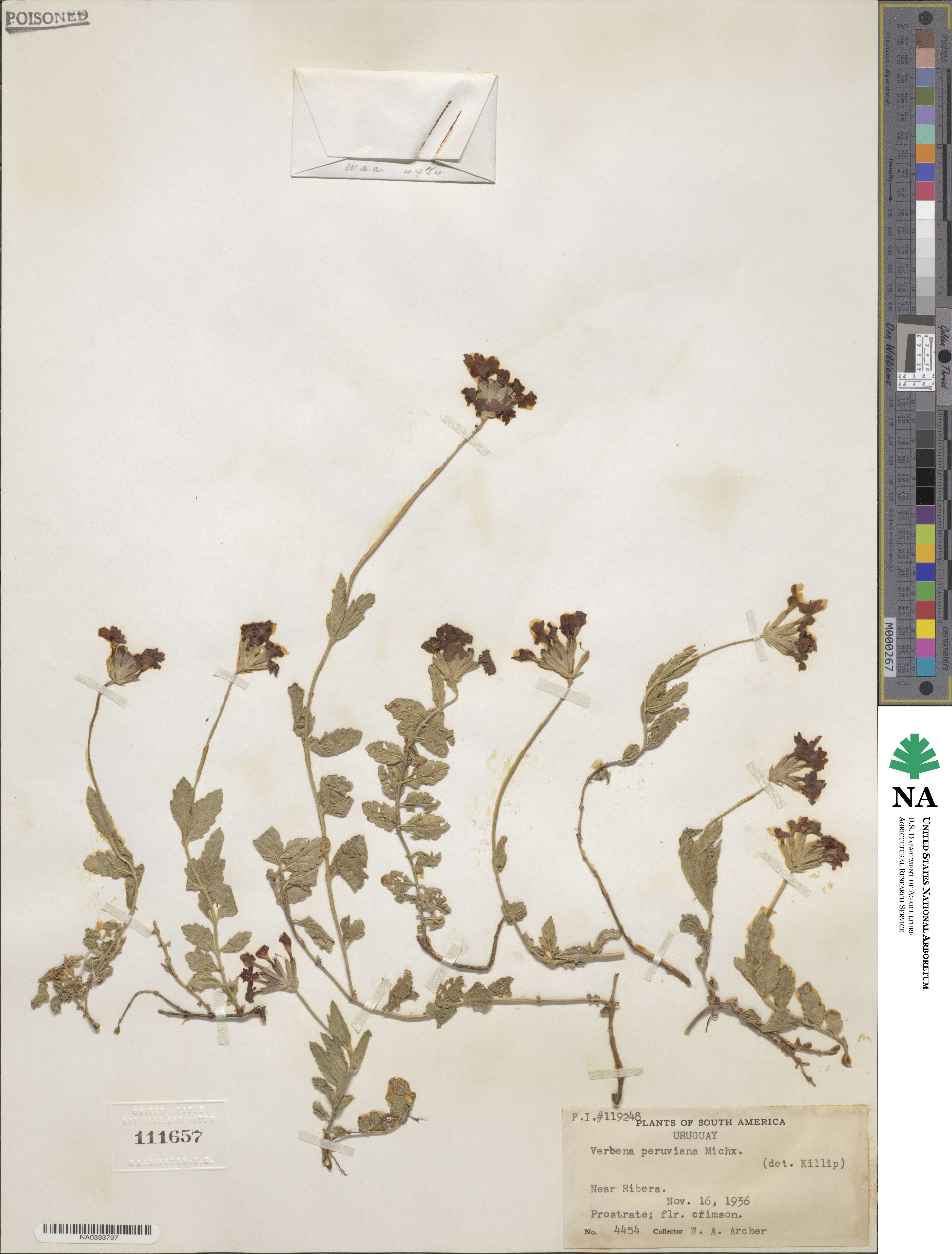 Verbena peruviana image