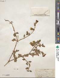 Verbena platensis image