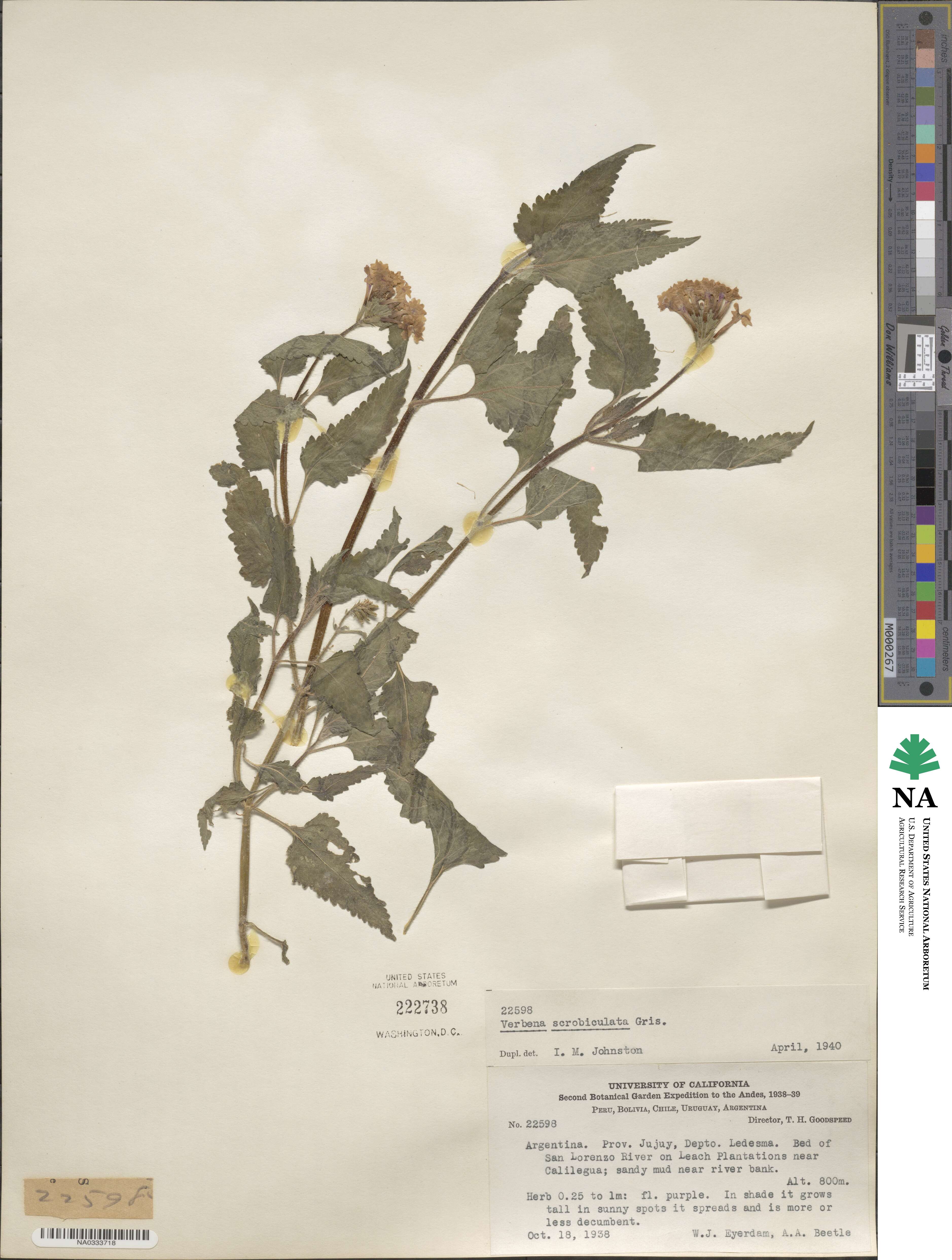 Verbena scrobiculata image