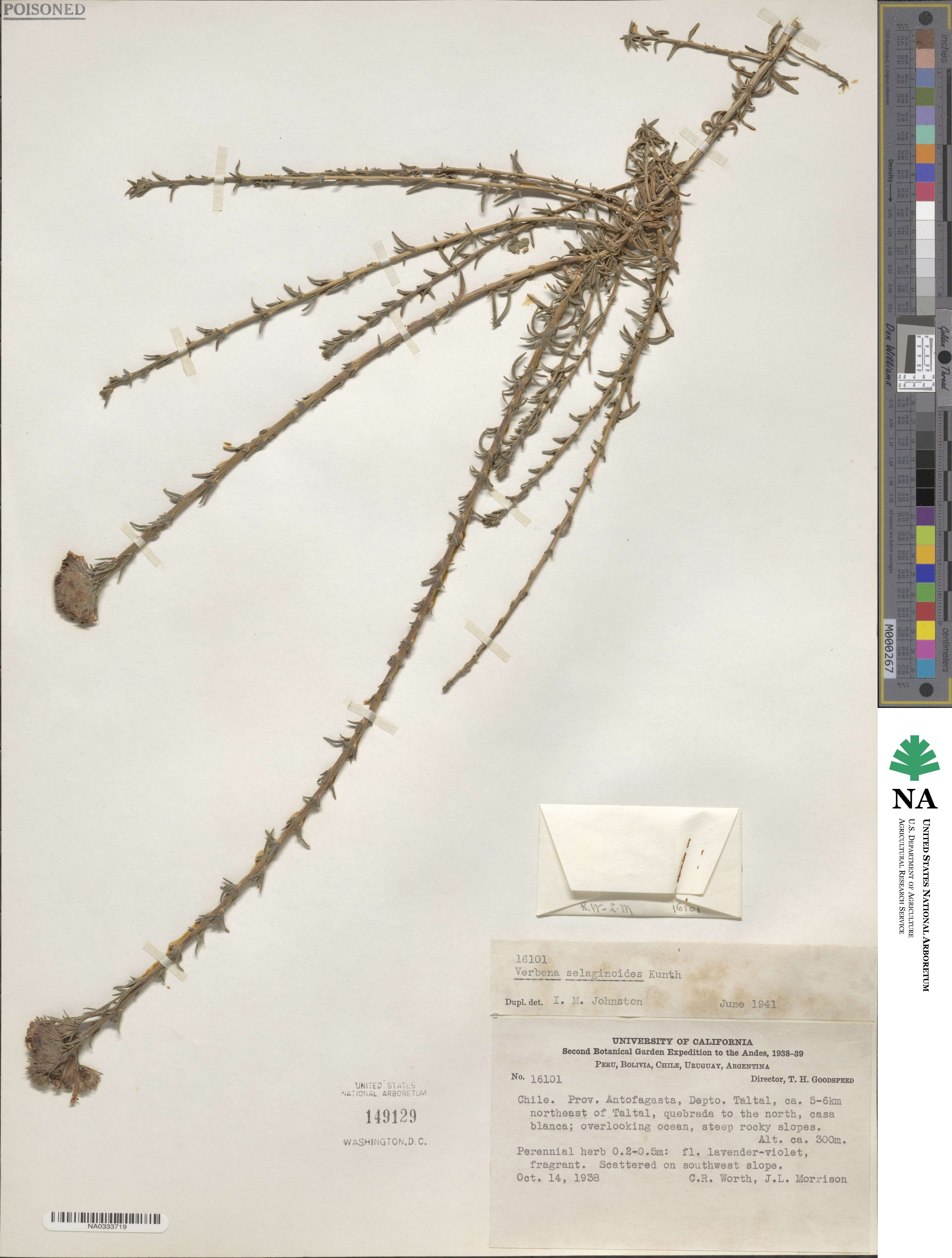 Junellia selaginoides image