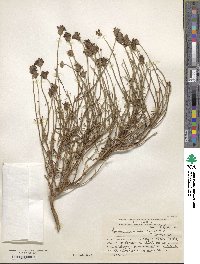 Junellia spathulata image