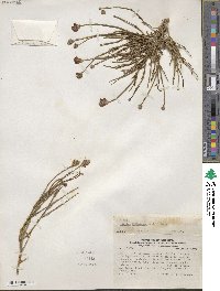 Junellia spathulata image