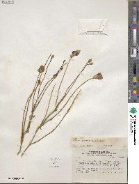 Junellia spathulata image