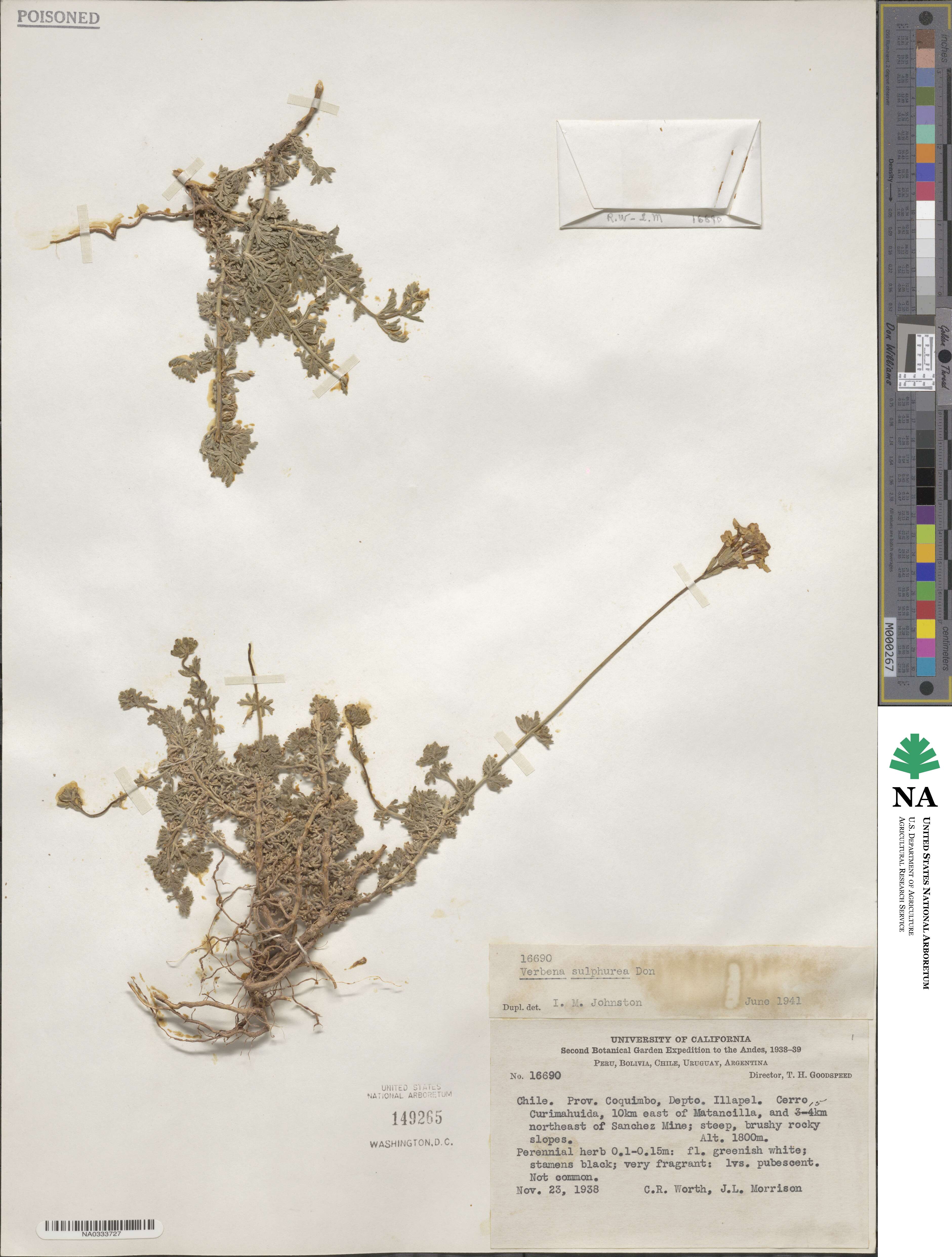 Verbena sulphurea image