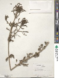 Verbena officinalis image