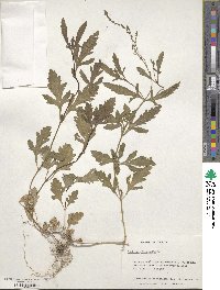 Verbena officinalis image