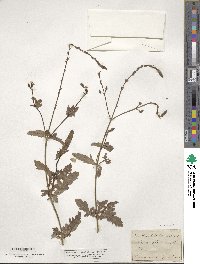 Verbena officinalis image