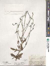 Verbena officinalis image