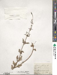 Verbena officinalis image