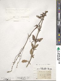 Verbena officinalis image