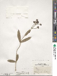 Verbena officinalis image