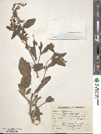 Verbena bonariensis image