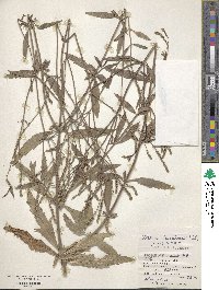 Verbena brasiliensis image