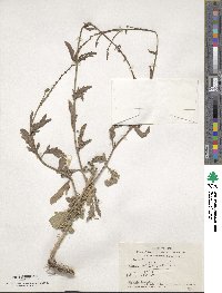 Verbena officinalis image