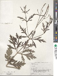 Verbena officinalis image